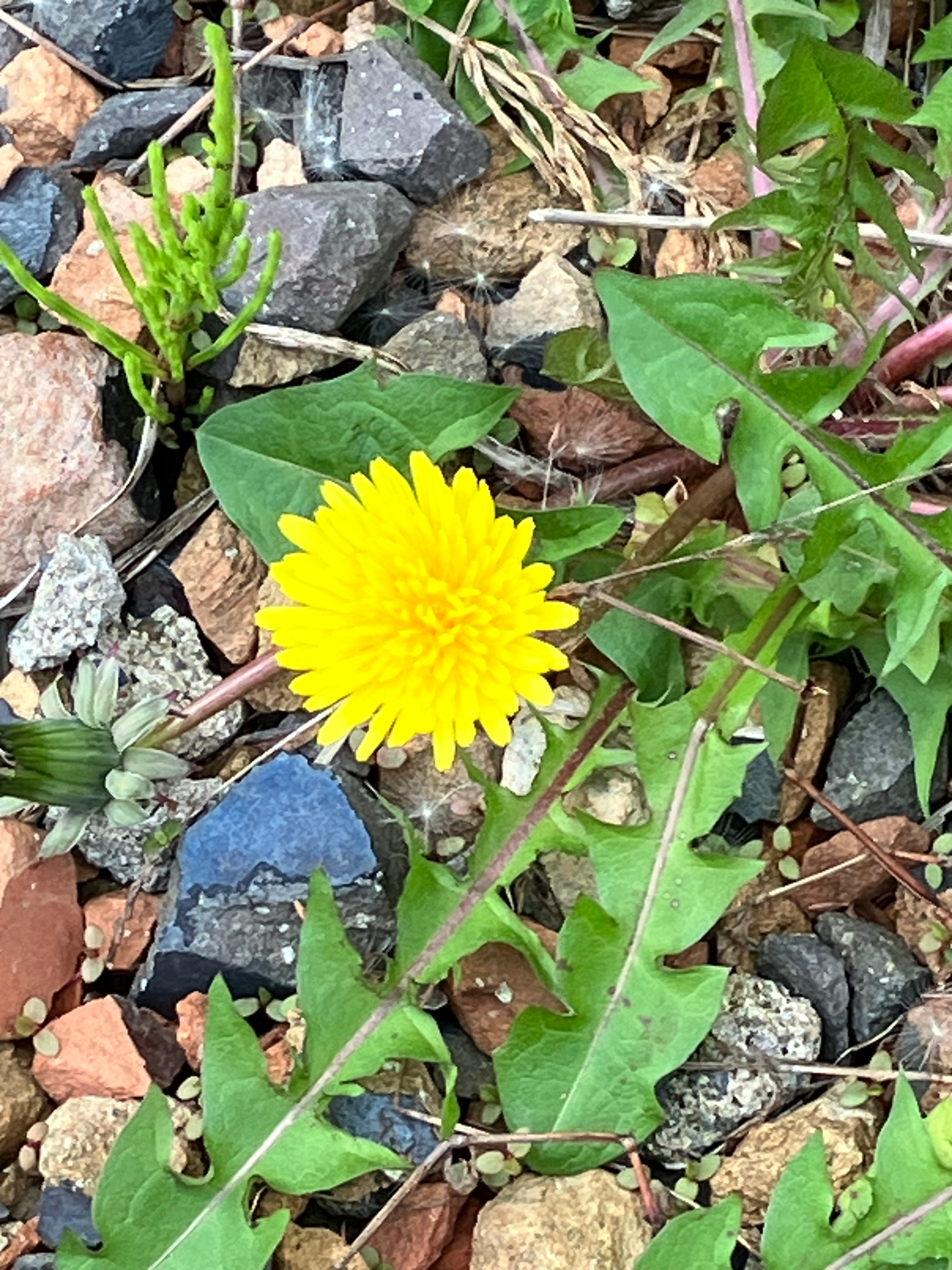 執筆者の写真: 新潟　ねこ