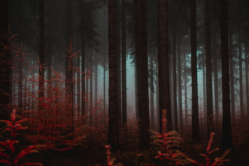 forest-tall-trees-autumn.jpg