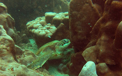 green sea turtle isla de la plata ecuador
