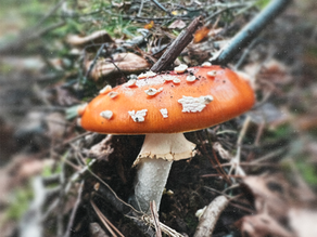 Meditation Techniques Inspired by Fungi's Power