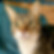fynn.jpeg
