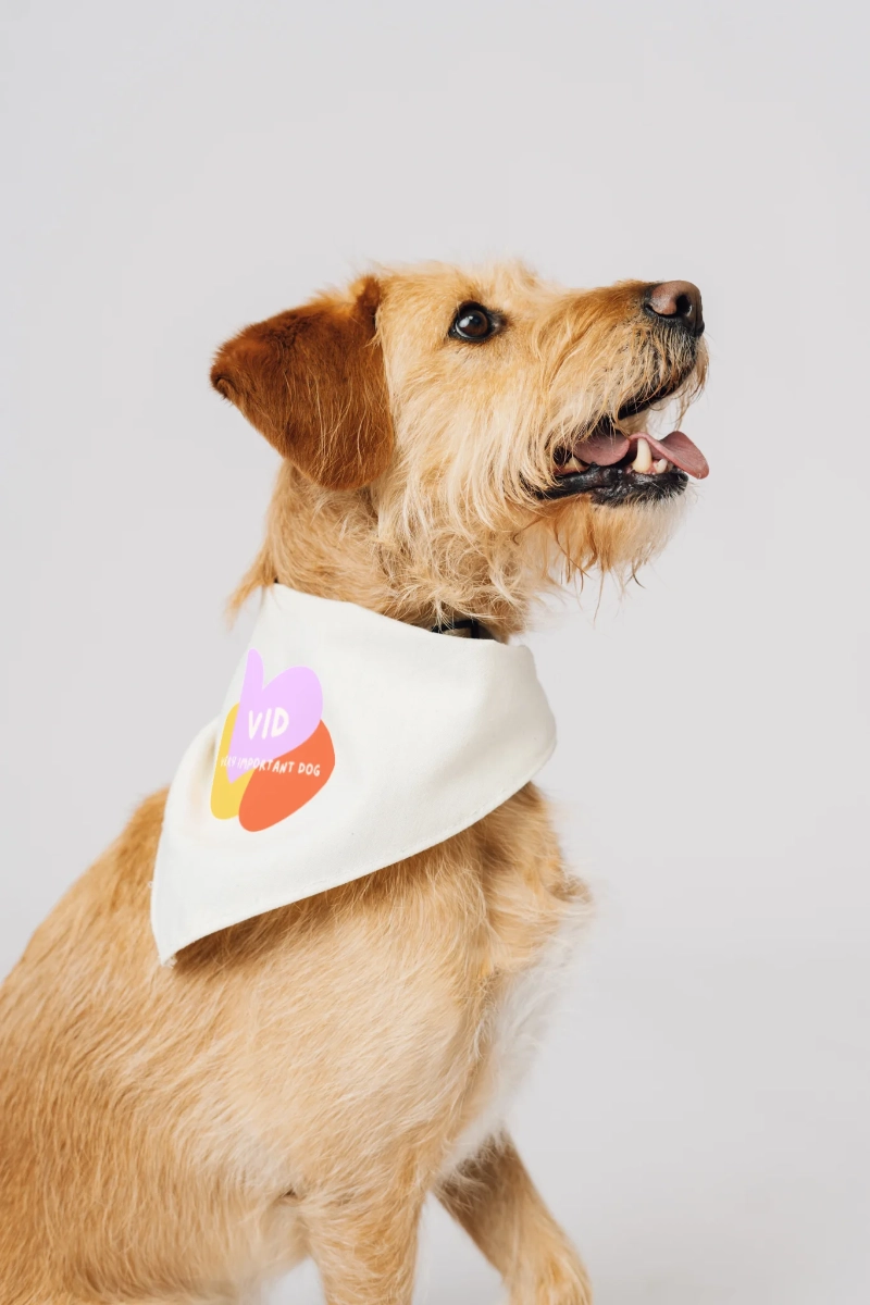 Very Important Dog