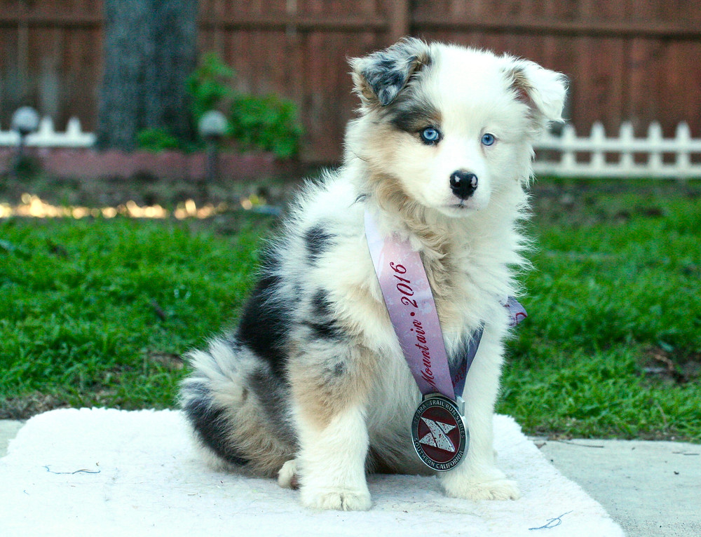 Puppy Training