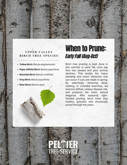 When to prune your trees in Upper Valley