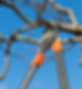 pruning tree.jpg