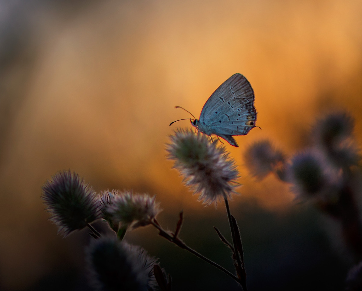 In the evening the insect activity is a bit more limited then mid day but most things I fo