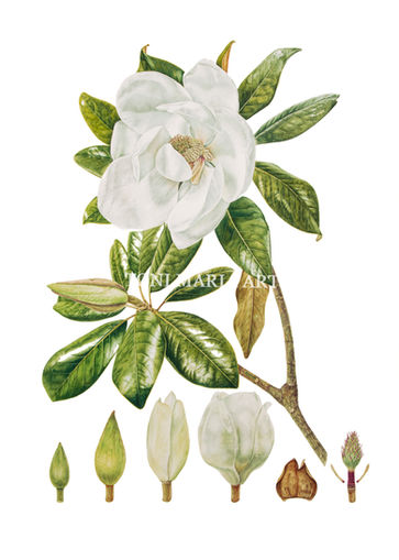 RHS Magnolia grandiflora 1 PI_edited.jpg