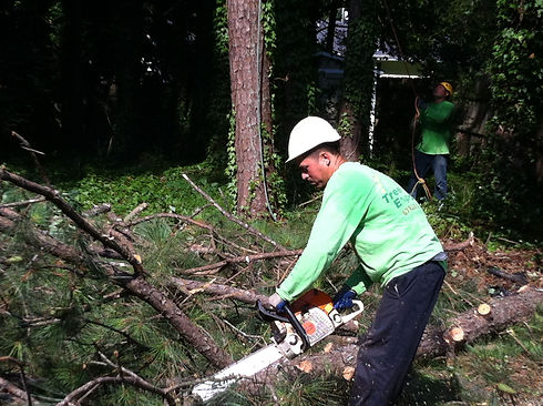 Tree cutting