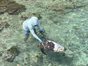 Hawksbill Sea Turtle Killed by Careless Boater