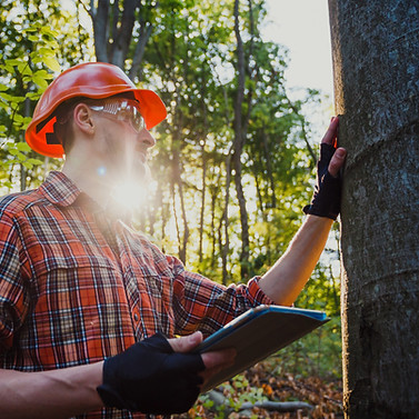 Forester examines the trees in the fores