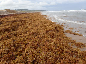 Sargassum Alert!Origin Identified?