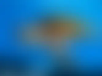 Green Turtles No Longer on Endangered List