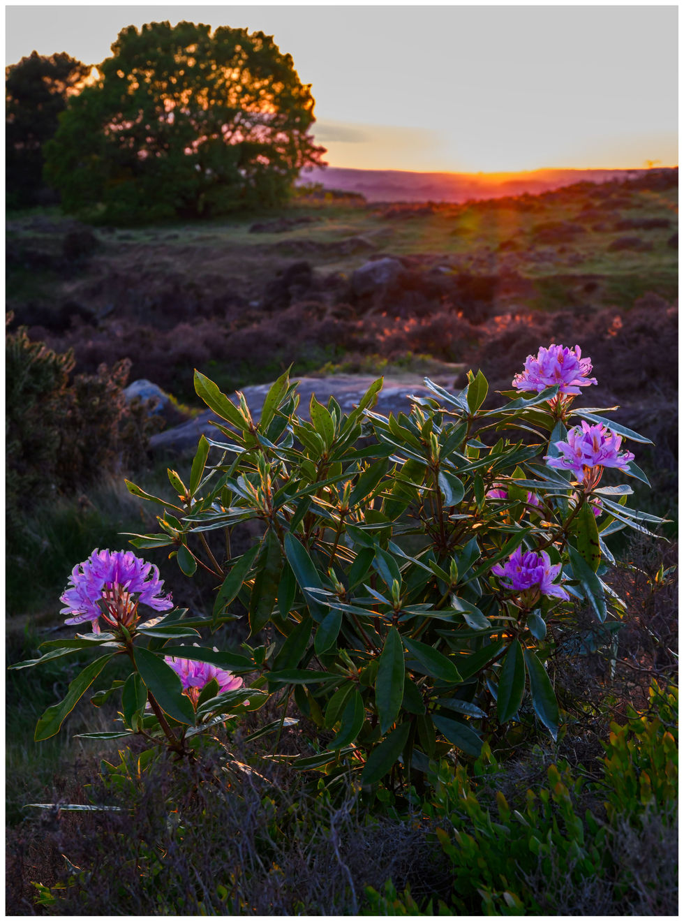 Rhododendron!