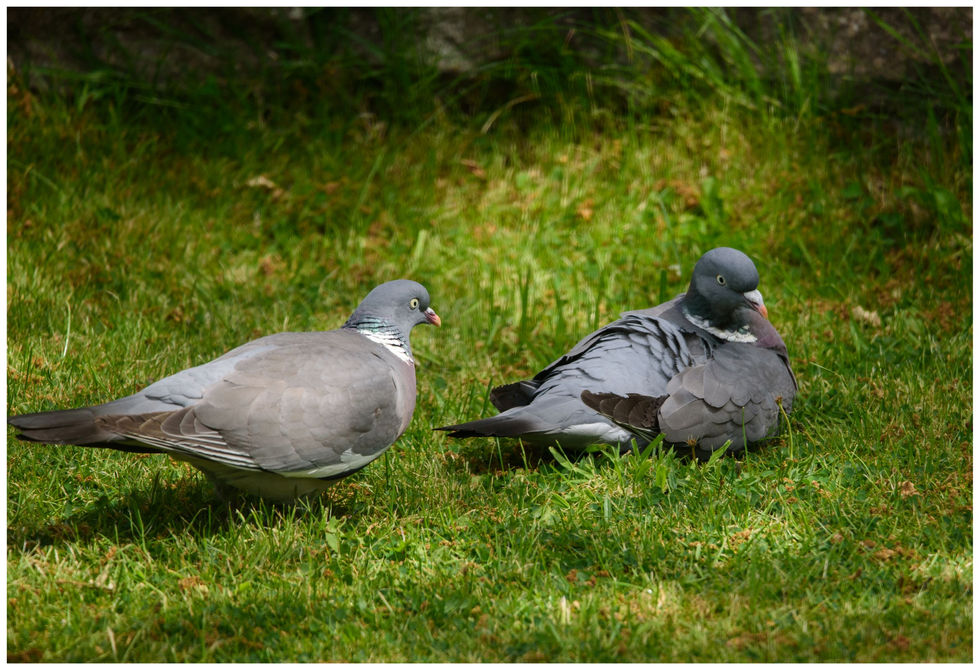 Greedy Pigeons