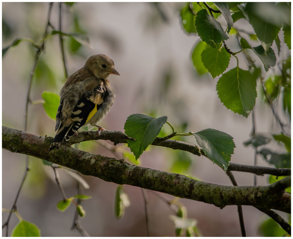 Juvenile Goldfinch