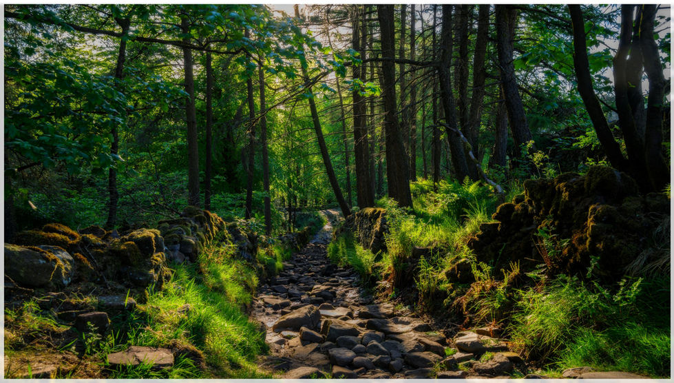 Sunlit Woodland Track