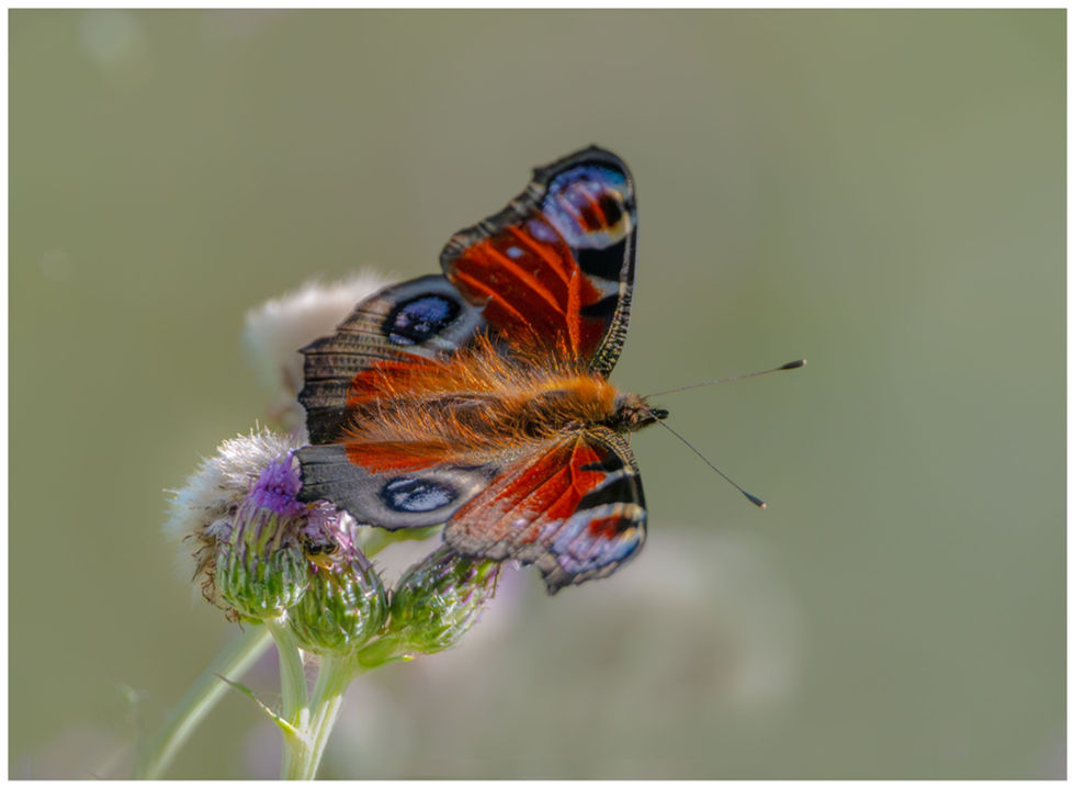 Peacock Butterfly