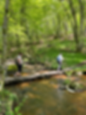 photo foret petit pont