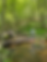 photo foret petit pont.png