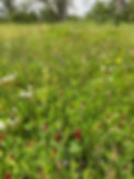 prairie fleurs