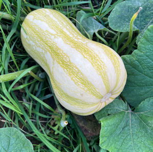 WAHGA - Jobs for October