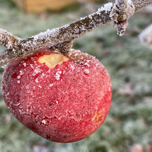 Alice and Katie Jackson Frosty Apple 58C.jpeg