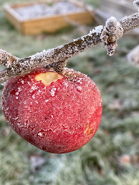 Alice and Katie Jackson Frosty Apple 58C.jpeg