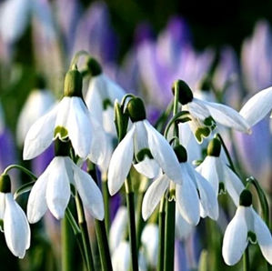 WAHGA - Jobs for January