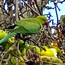 Alice and Katie Jackson 58C Parakeets.jpeg