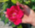 Rose_edited.jpg