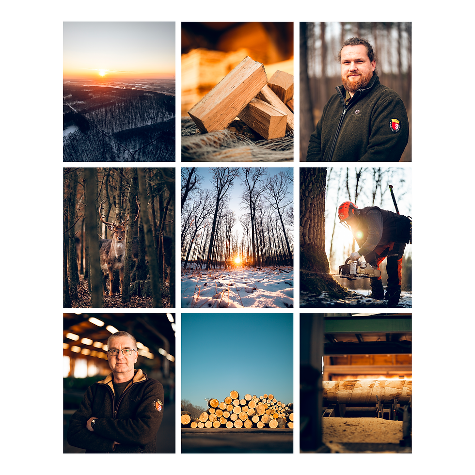 Snímky lesa, dřevorubců a dřevozpracujícího průmyslu.