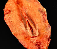 human skin vulvas for the Ed Gein exhibit showing at the international, "Mind of a serial Killer" Seattle exhibit