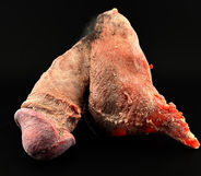 Human severed penis for the Jeffery Dahmer exhibit showing at the international, "Mind of a serial Killer" Seattle exhibit