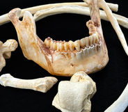 human bones for the Ed Gein exhibit showing at the international, "Mind of a serial Killer" Seattle exhibit