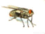 Flesh Fly