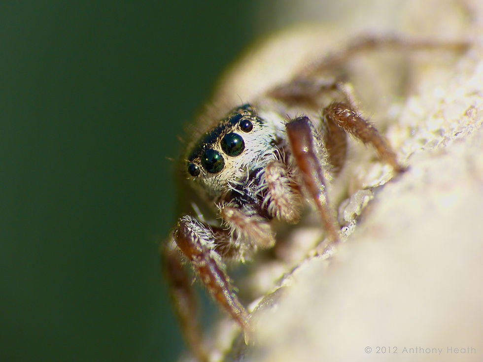 Jumping Spider