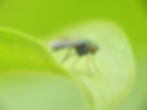 Long-legged Fly