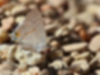 Gray Hairstreak Butterfly
