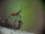 Leaf Footed Bug Nymph