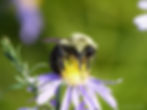 Common Eastern Bumble Bee