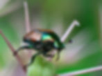 Japanese Beetle