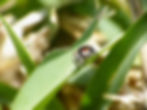 Jumping Spider