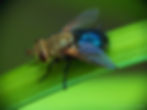 Tachinid fly