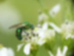 Metallic Green Sweat Bee 1