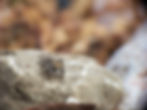 Jumping Spider