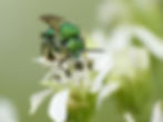 Metallic Green Sweat Bee 2