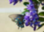 Pipevine Swallowtail Butterfly
