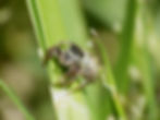 Jumping Spider