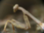 Carolina Mantis