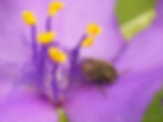 Metallic Wood-boring Beetle